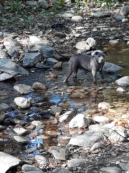 Canine Commons 9