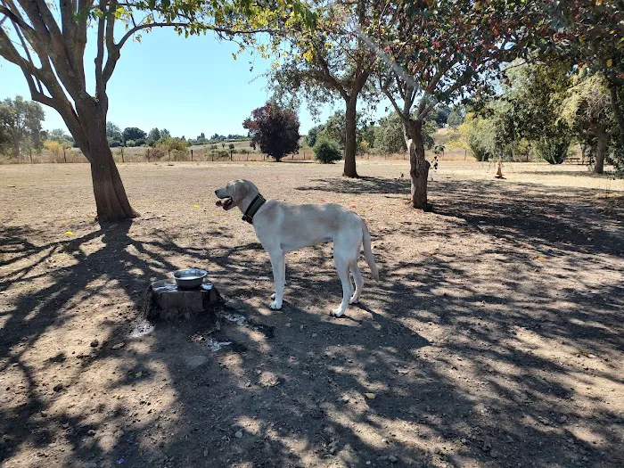 Canine Commons 10