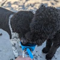 Val de Flores Dog Park ico