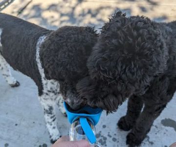 Val de Flores Dog Park