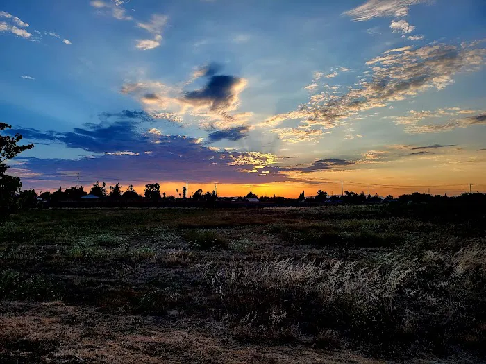 Dog Park 10