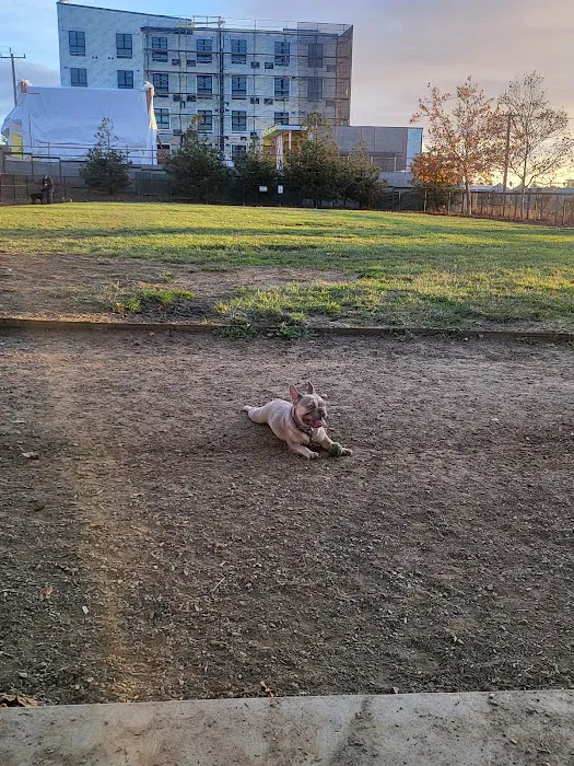 Dog Park 8
