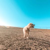 Benicia Dog Park ico