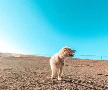 Benicia Dog Park