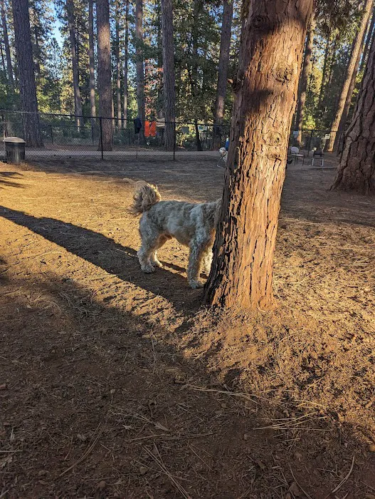 Dogs Run Free 6