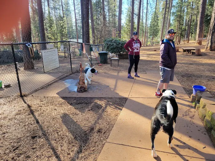 Dogs Run Free 1