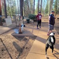 Dogs Run Free ico