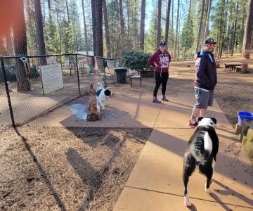 Dogs Run Free
