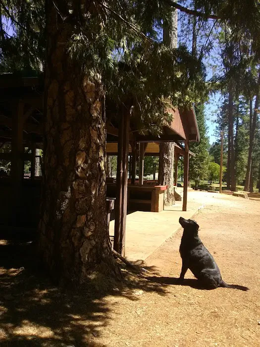 Dogs Run Free 2