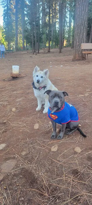 Dogs Run Free 9
