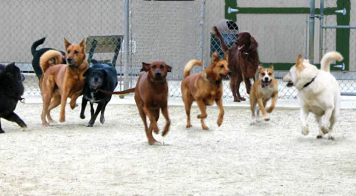 Western Gateway Dog Park 9