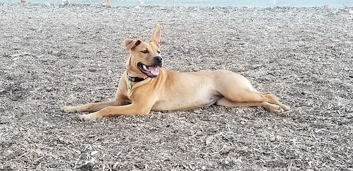 Martinez Waterfront Dog Park 6