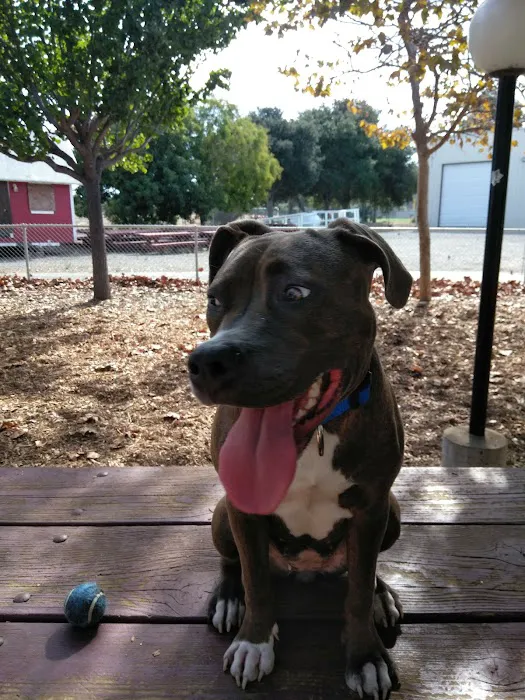 Martinez Waterfront Dog Park 3