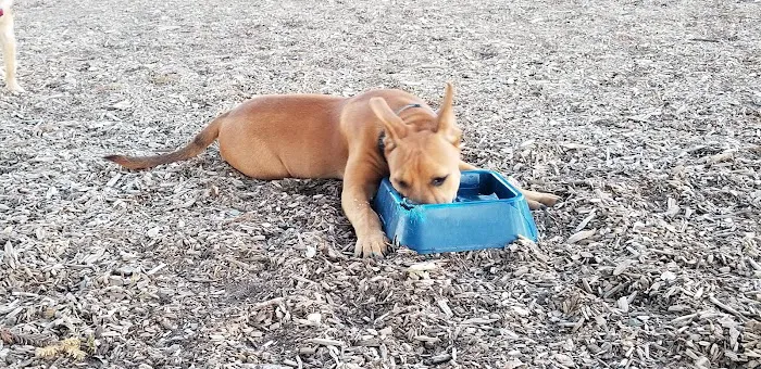 Martinez Waterfront Dog Park 4