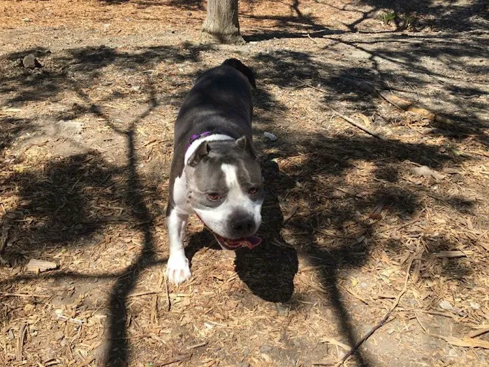 Martinez Waterfront Dog Park 10