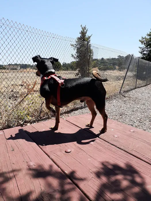 Martinez Waterfront Dog Park 5