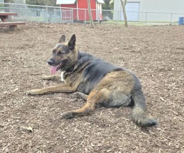 Martinez Waterfront Dog Park