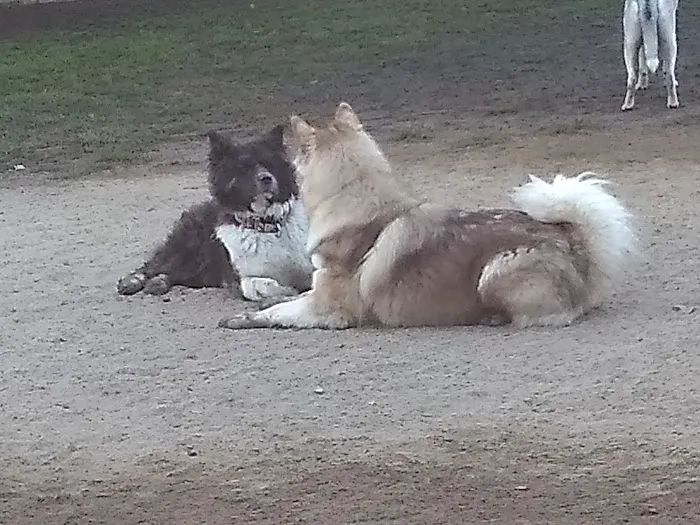 Baldwin Dog Park 8