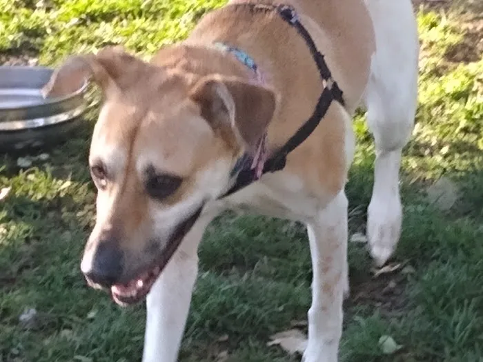 Baldwin Dog Park 5