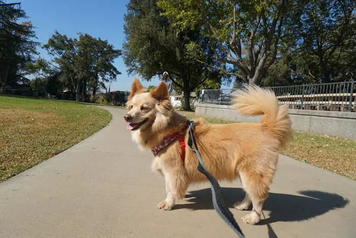 Baldwin Dog Park 6
