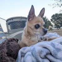 Chilpancingo Dog Park ico
