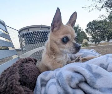 Chilpancingo Dog Park