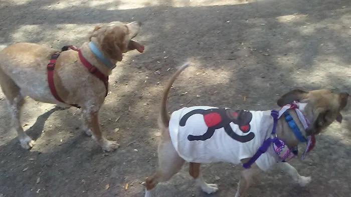 Pinole Valley Dog Park 3
