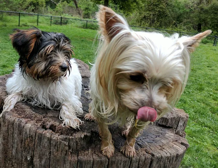 Pinole Valley Dog Park 6