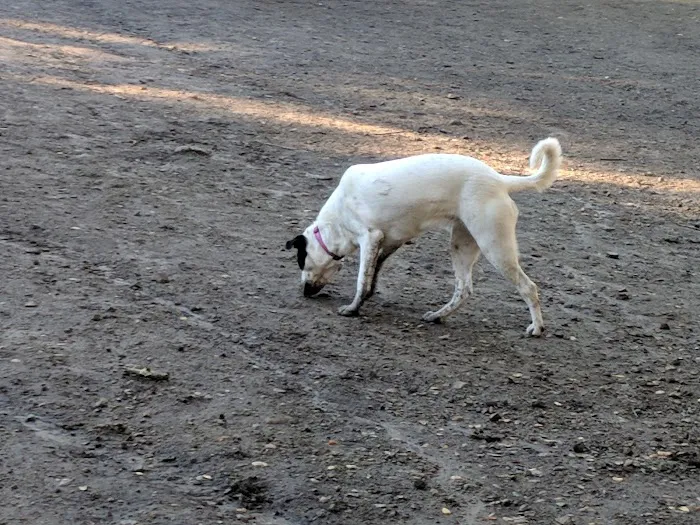 Pinole Valley Dog Park 10