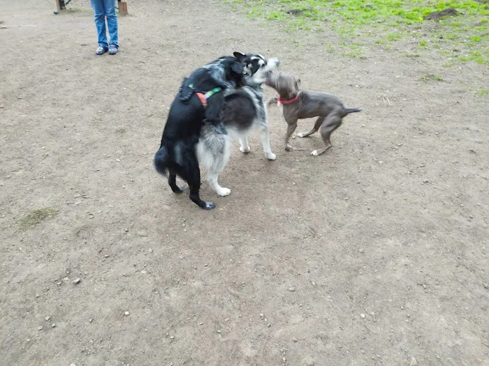 Pinole Valley Dog Park 7