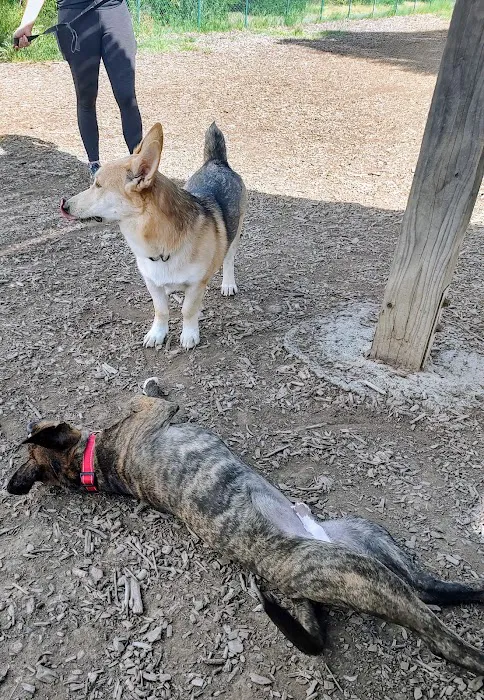 Newhall Dog Park 10