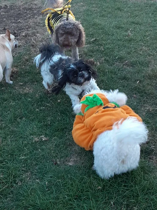 Newhall Dog Park 8