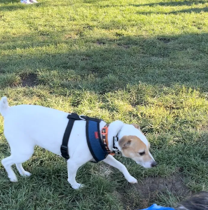 Newhall Dog Park 2