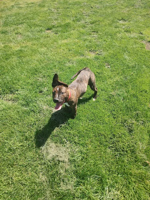 Newhall Dog Park 9