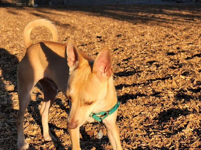 Heather Farm Dog Park 3