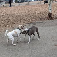 Heather Farm Dog Park ico