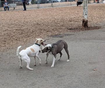 Heather Farm Dog Park
