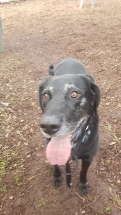 Ernest Holman Memorial Dog Park 8