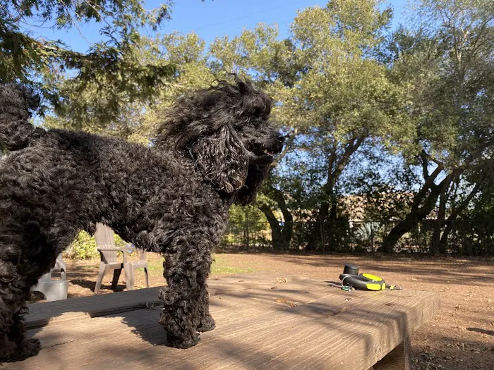 Ernest Holman Memorial Dog Park 9