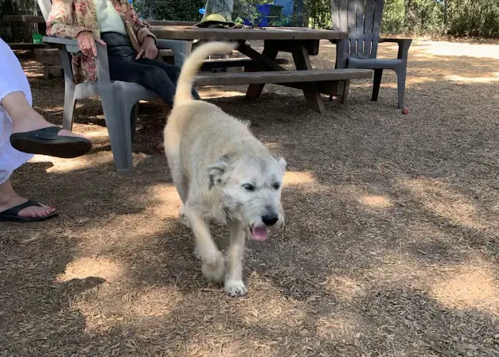 Ernest Holman Memorial Dog Park 1