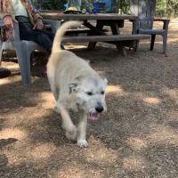 Ernest Holman Memorial Dog Park ico