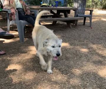 Ernest Holman Memorial Dog Park