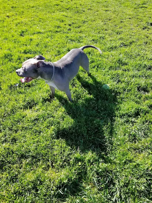 Highlands Ranch Dog Park 2