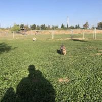 Highlands Ranch Dog Park ico