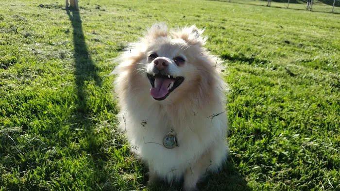 Highlands Ranch Dog Park 7