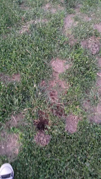 Highlands Ranch Dog Park 6
