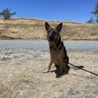 Antioch Dog Show Site ico