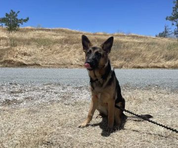 Antioch Dog Show Site