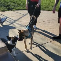 Koda Dog Park ico
