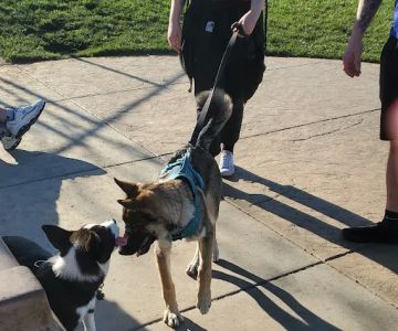 Koda Dog Park